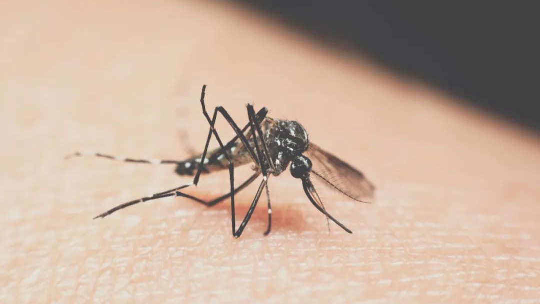Free nucleic acid screening for Chikungunya fever launched in Foshan township